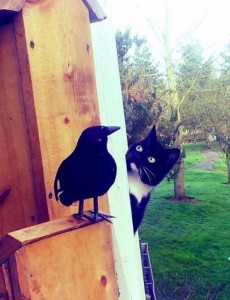 Unexpected-meeting-of-a-cat-and-a-crow-500x651